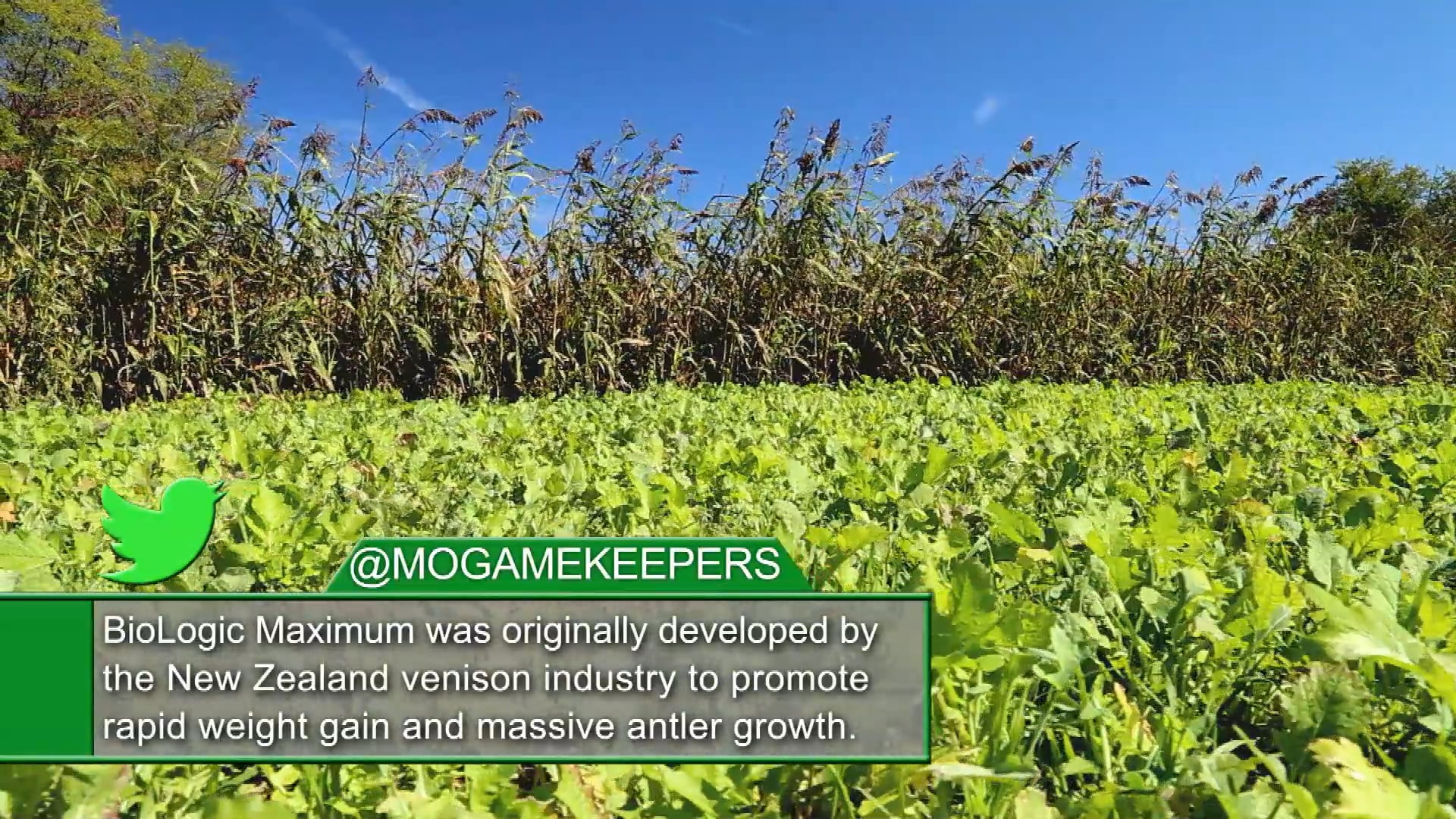 Midwest to MIssissippi • Whitetail Tips and Trapping Beavers