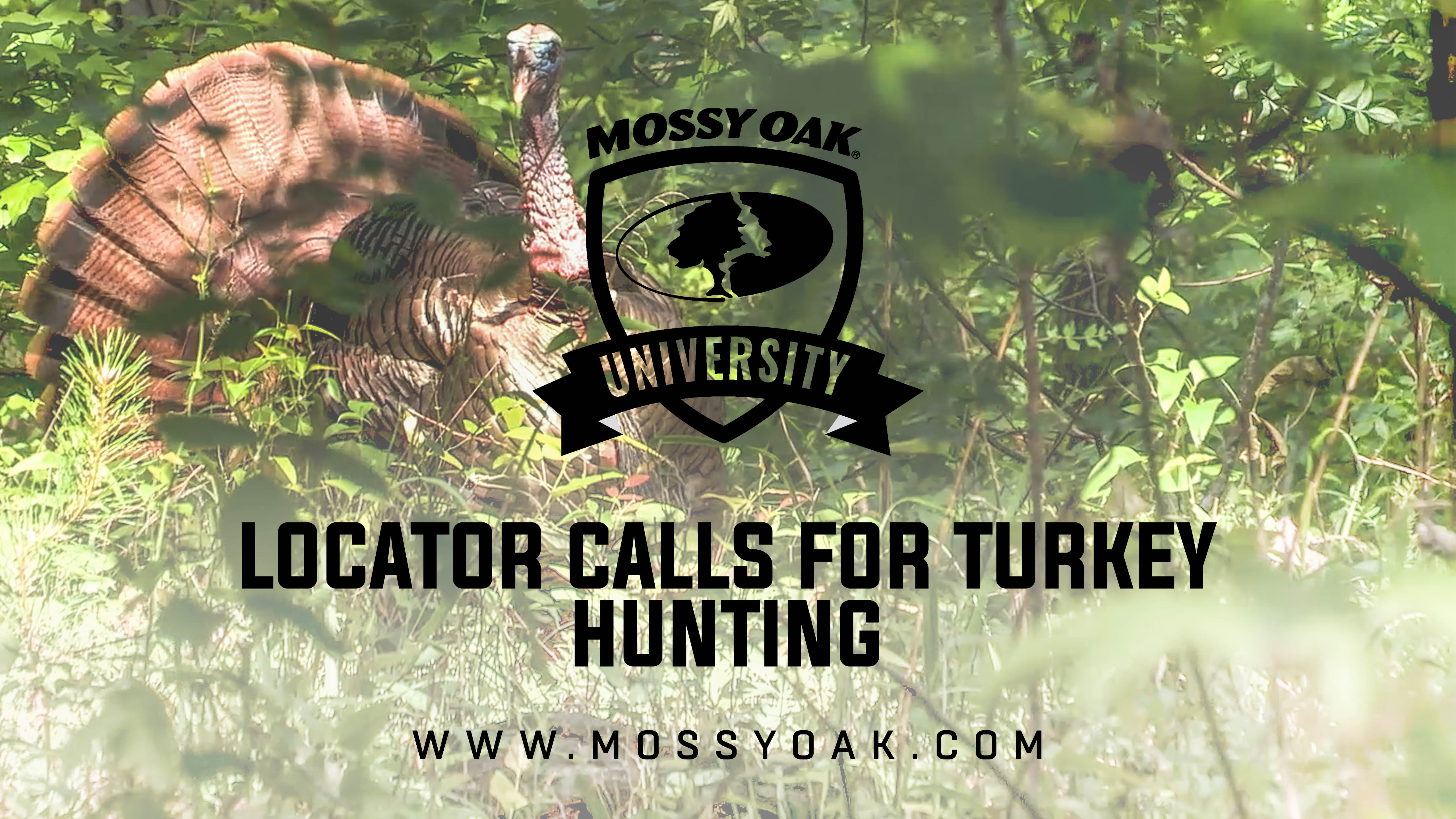 Most Common Locator Calls For Turkey Hunting
