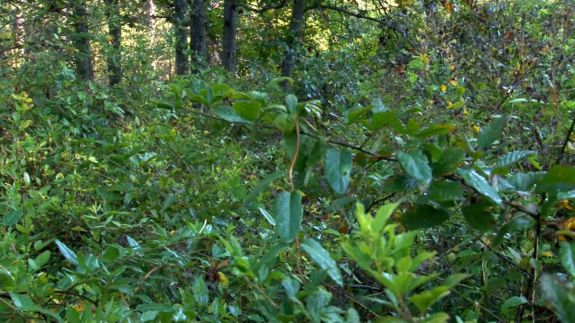 Managing Land for Wild Turkeys • Part 1