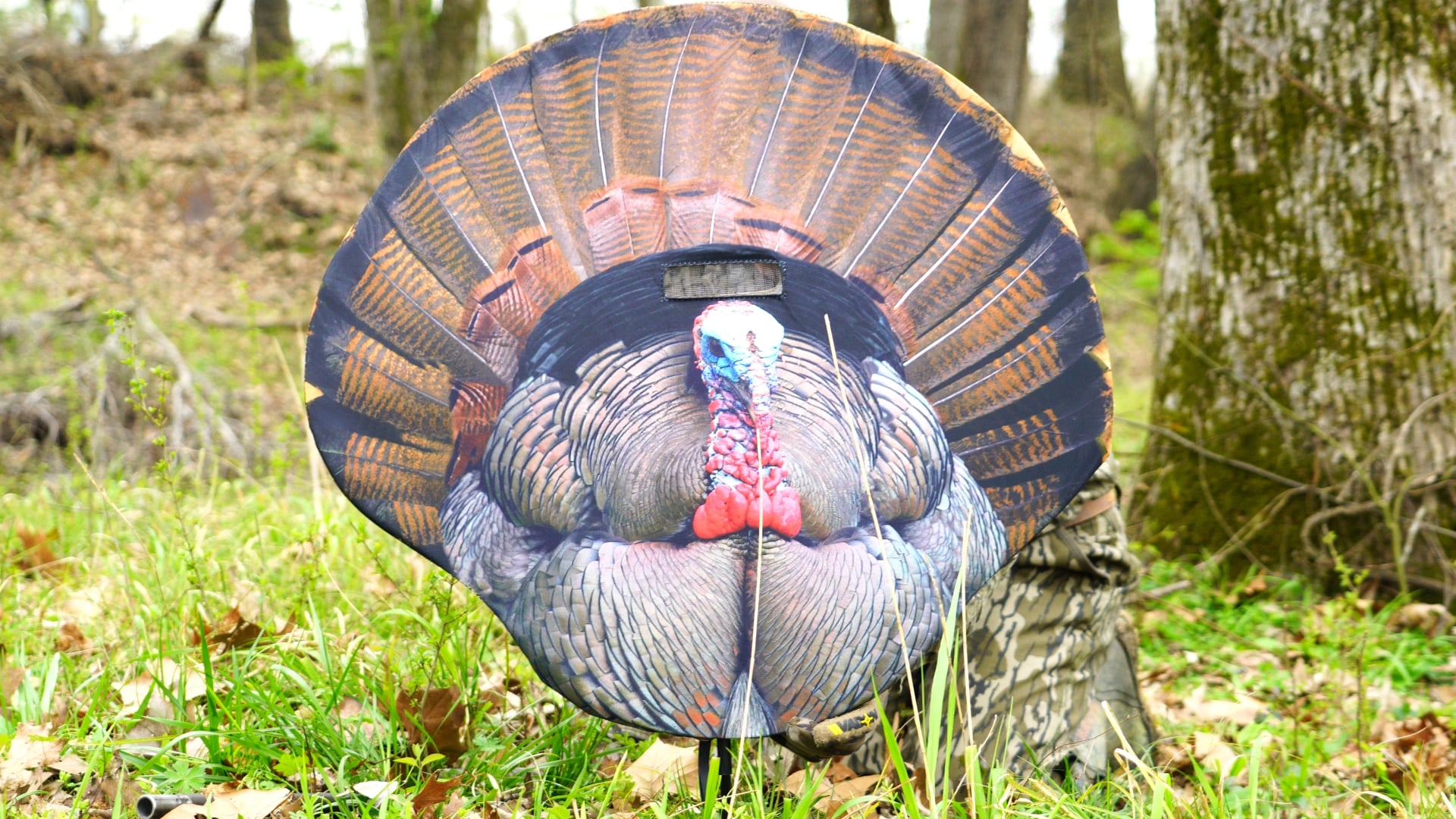 Montana • Fanatic Turkey Decoy