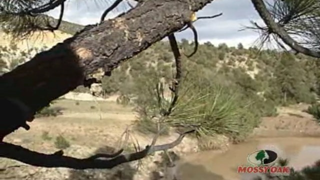 Elk Excitement • Bow Hunting for Elk in New Mexico