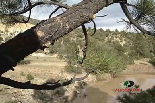 Elk Excitement • Bow Hunting for Elk ...