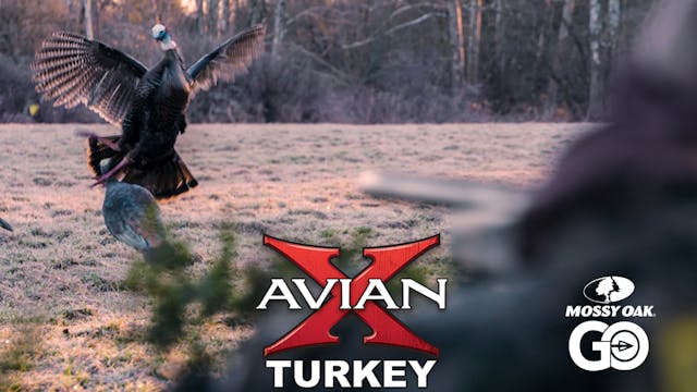 RECRUITMENT • Avian X