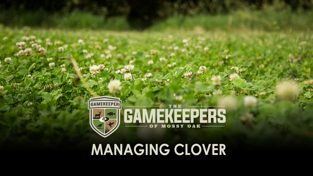 Managing Clover • Gamekeepers