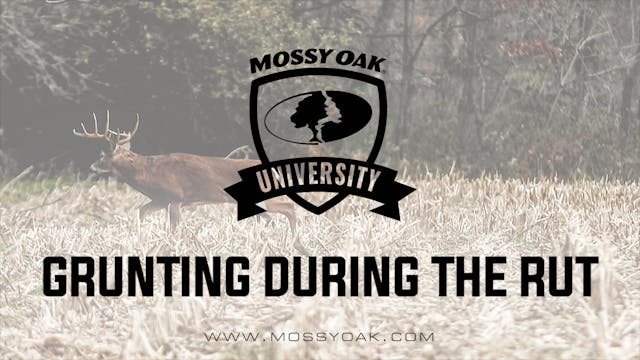 Grunting During The Rut | Whitetail C...