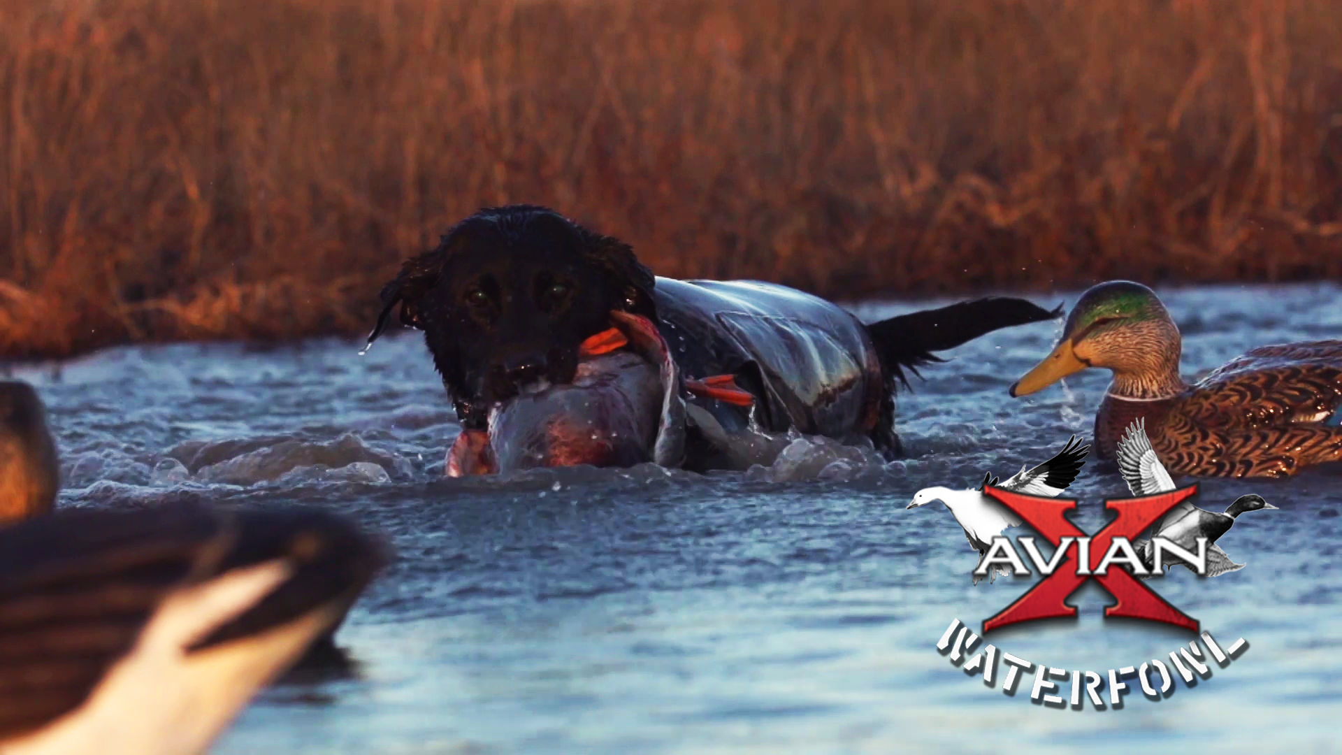 Evening Mallards • Avian X Waterfowl