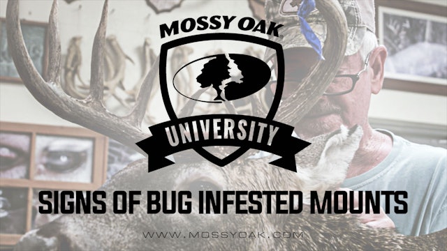 Signs of Bug Infested Mounts
