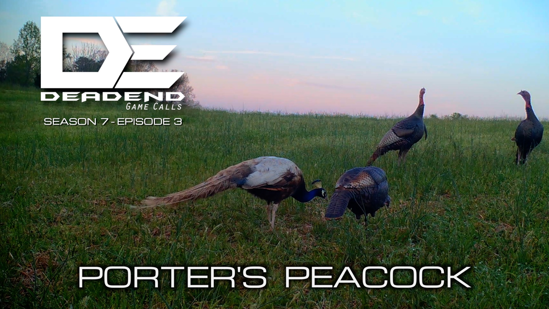 Porters Peacock • Dead End Game Calls 