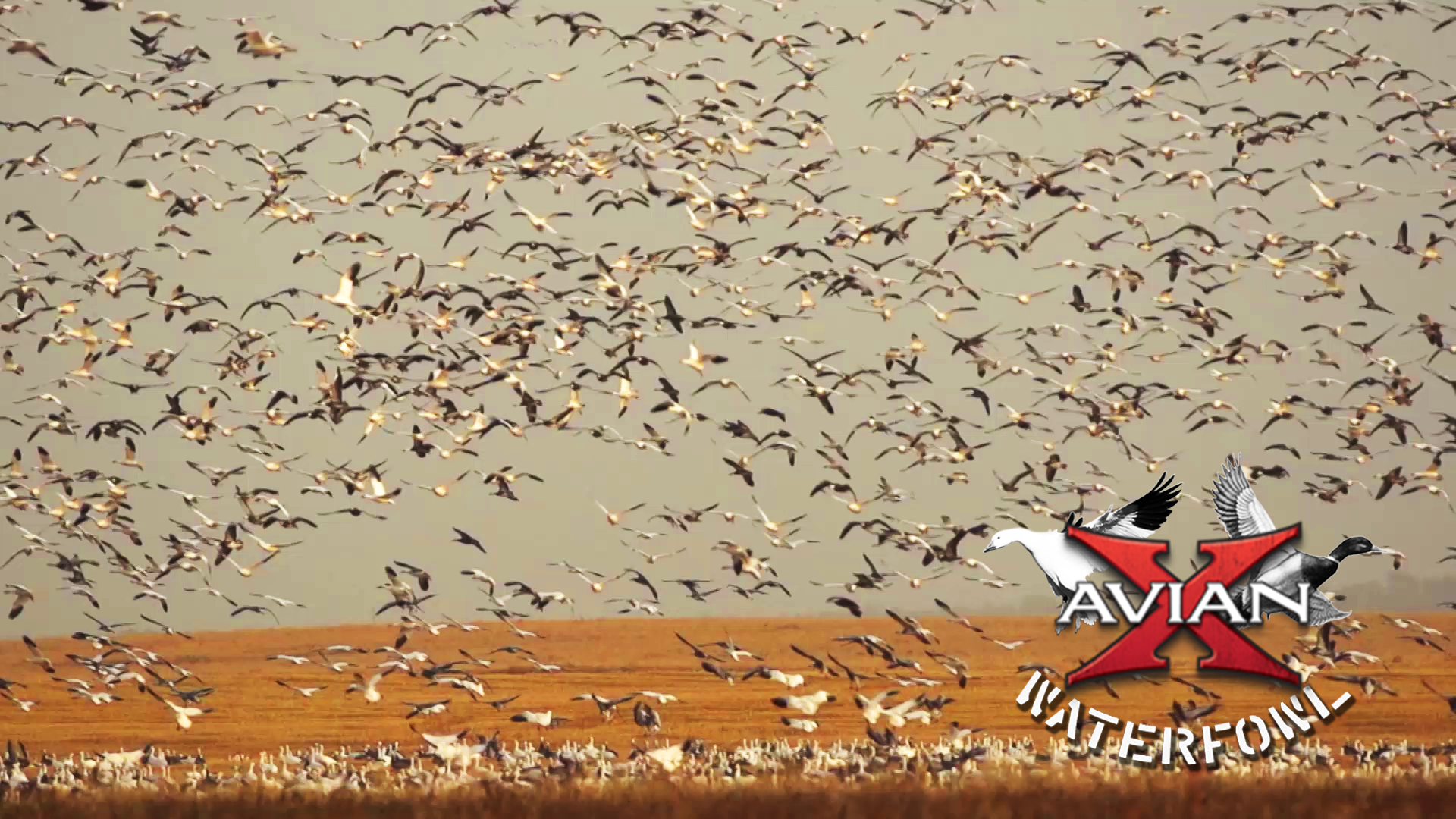 Warm Weather Snows • Avian X Waterfowl