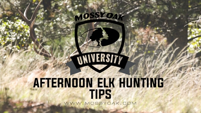 6 Afternoon Elk Hunting Tips