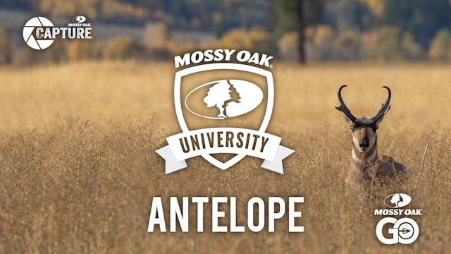 Antelope • Mossy Oak University