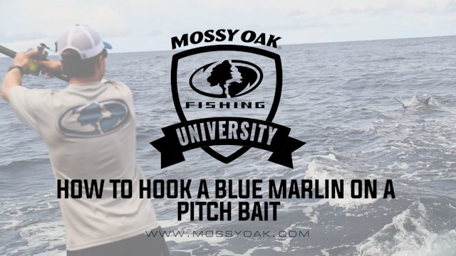 How to Hook a Blue Marlin on a Pitch Bait • Mossy Oak University