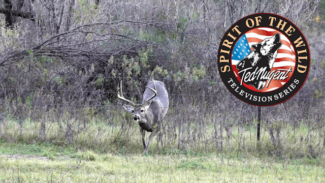 4M Archery Buck • Ted Nugent Spirit of the Wild