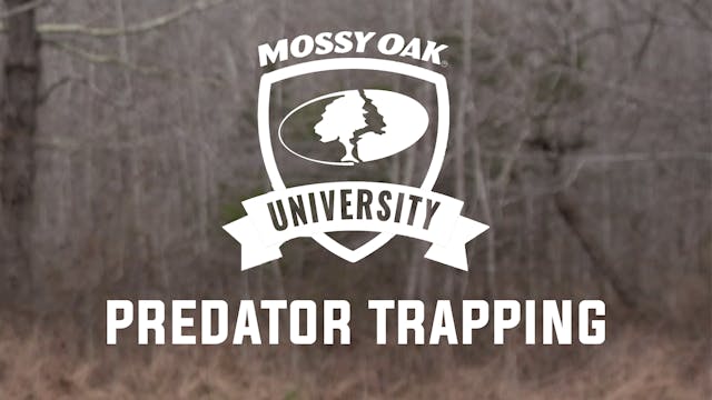 Predator Trapping