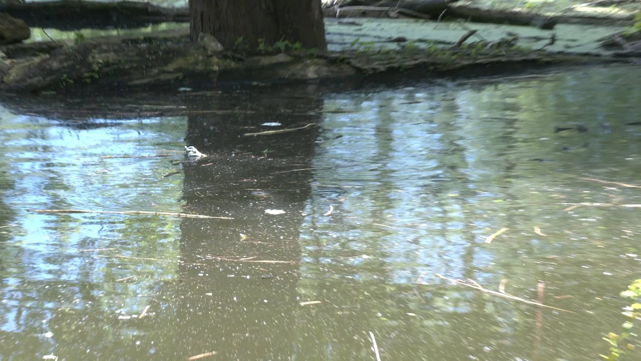 Tail Walker • Tim Wells Mossy Oak GO