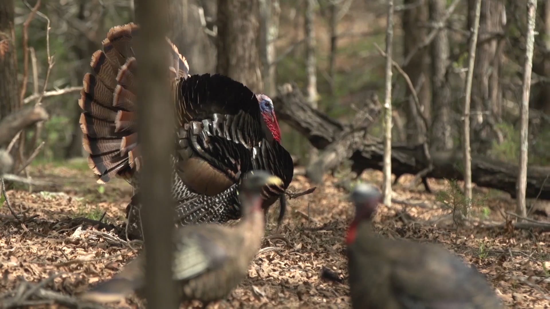 MO Pursuit Energy • Avian X