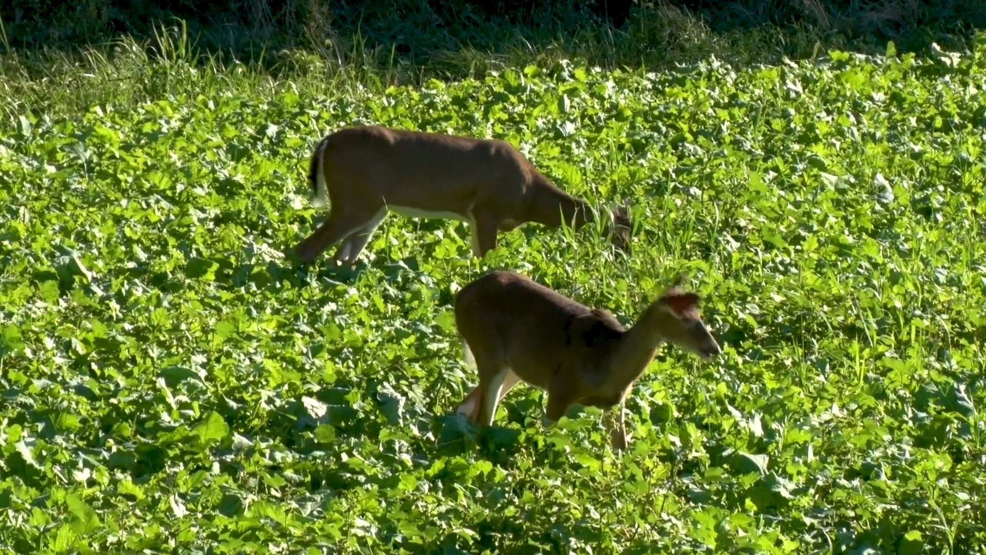 Essential Nutrients • GK Tip