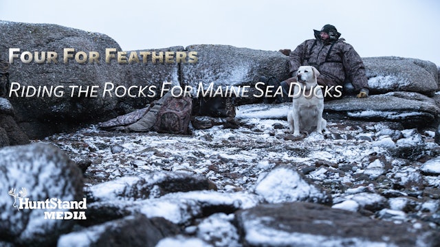 Riding the Rocks For Maine Sea Ducks • Four For Feathers