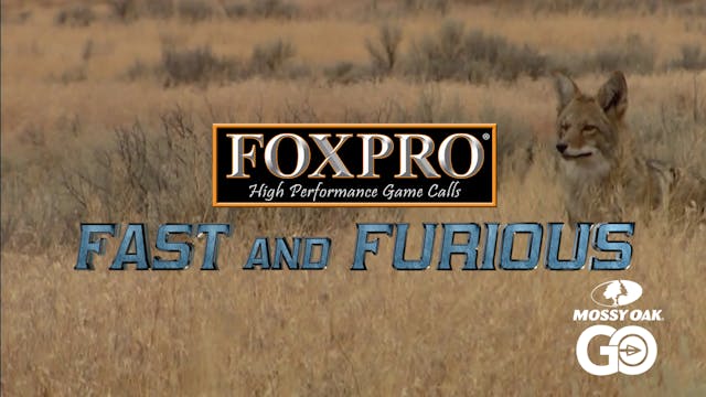 FOXPRO的速度与激情