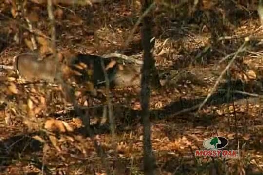 Archery in the Outdoors • Bow Hunting in Mississippi