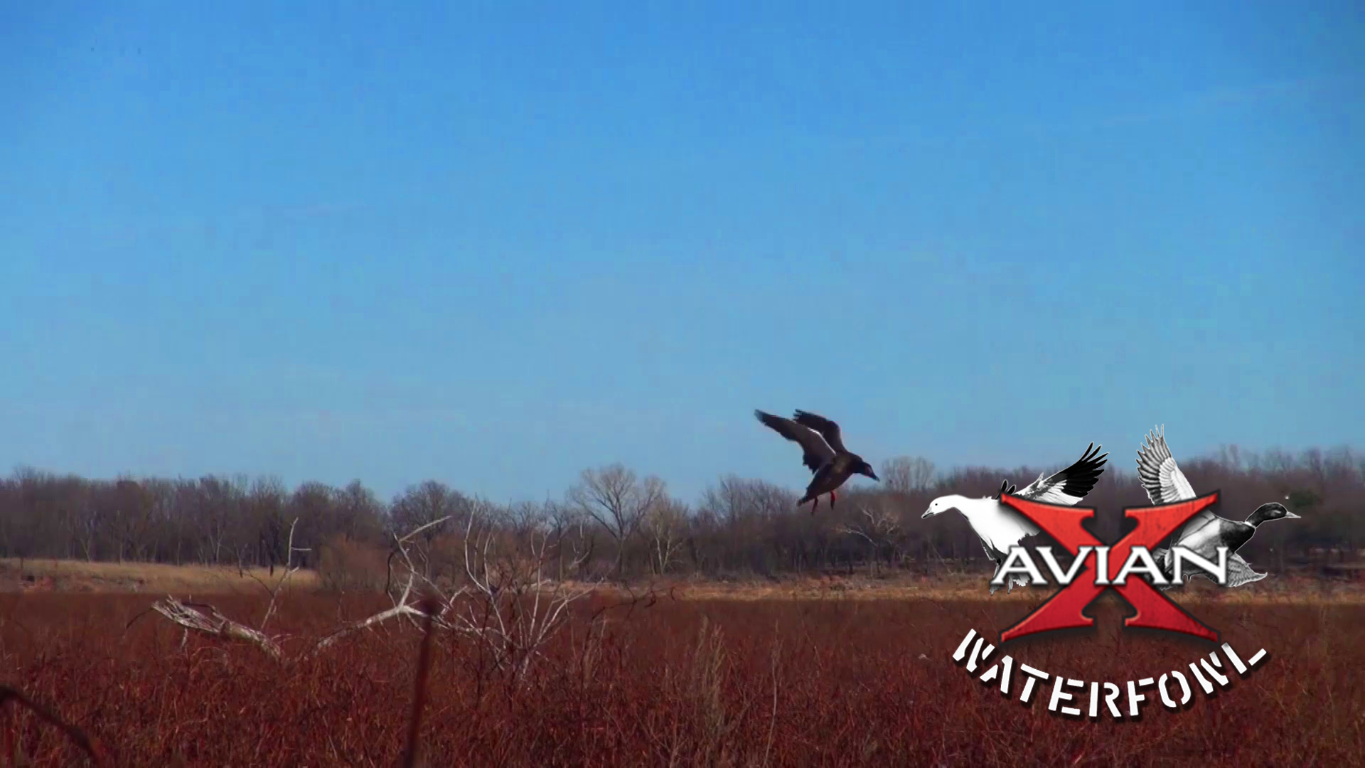 Successful Public • Avian X Waterfowl