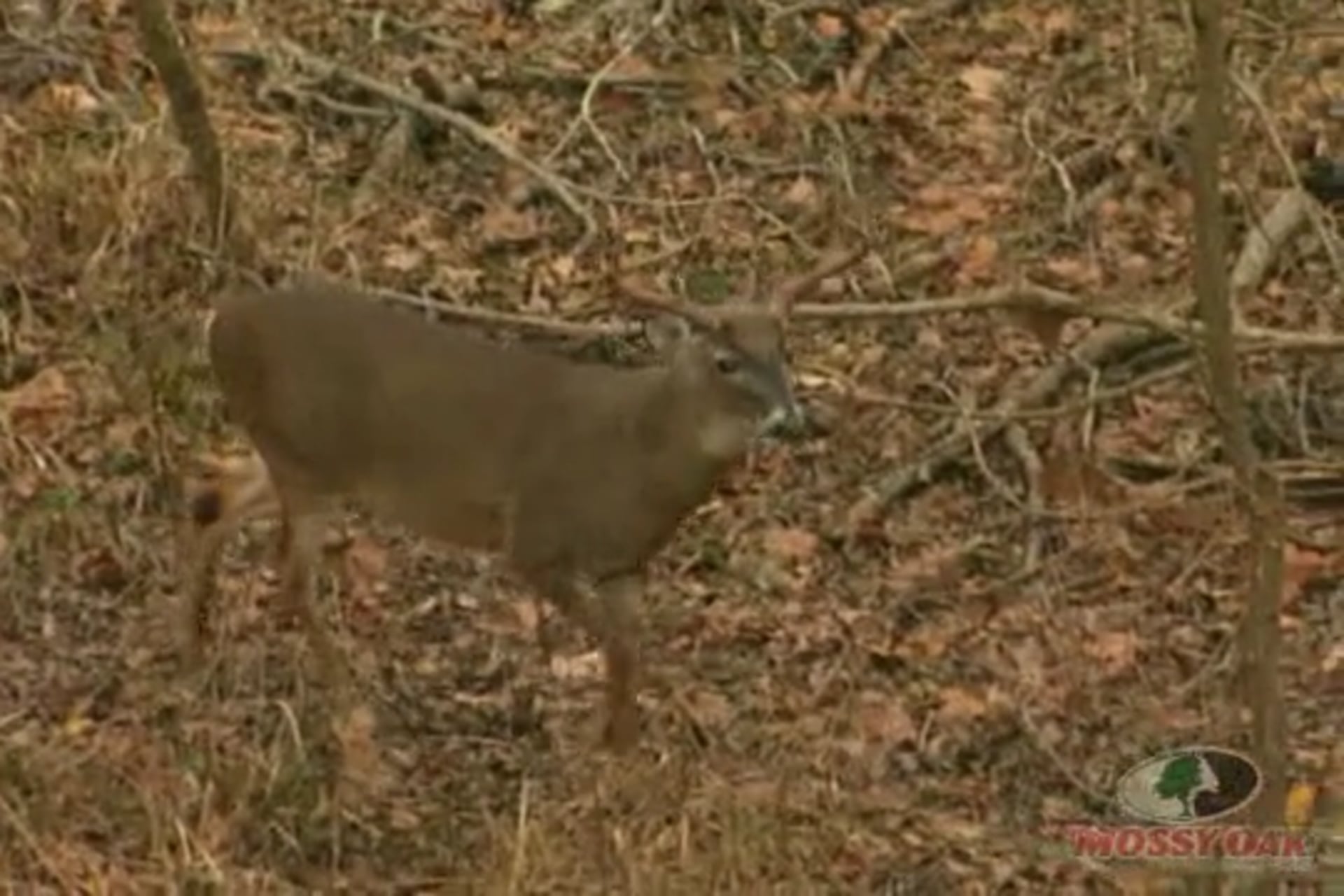 Mississippi Whitetails