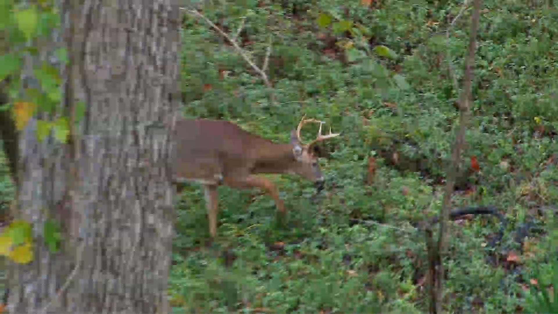 Mississippi MegaBucks • Swamp Bottom Success