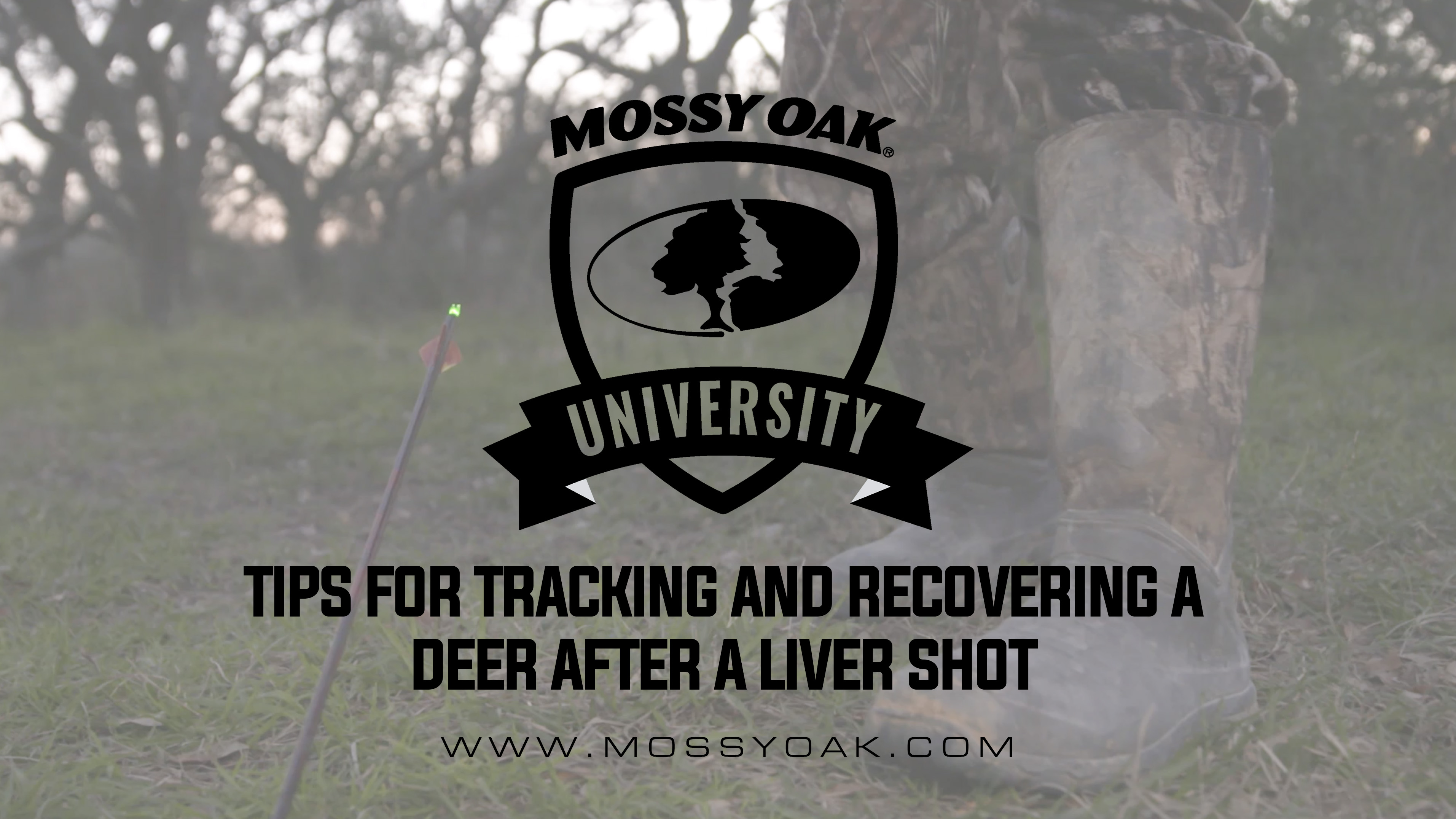 Tracking A Deer Thats Been Shot In the Liver