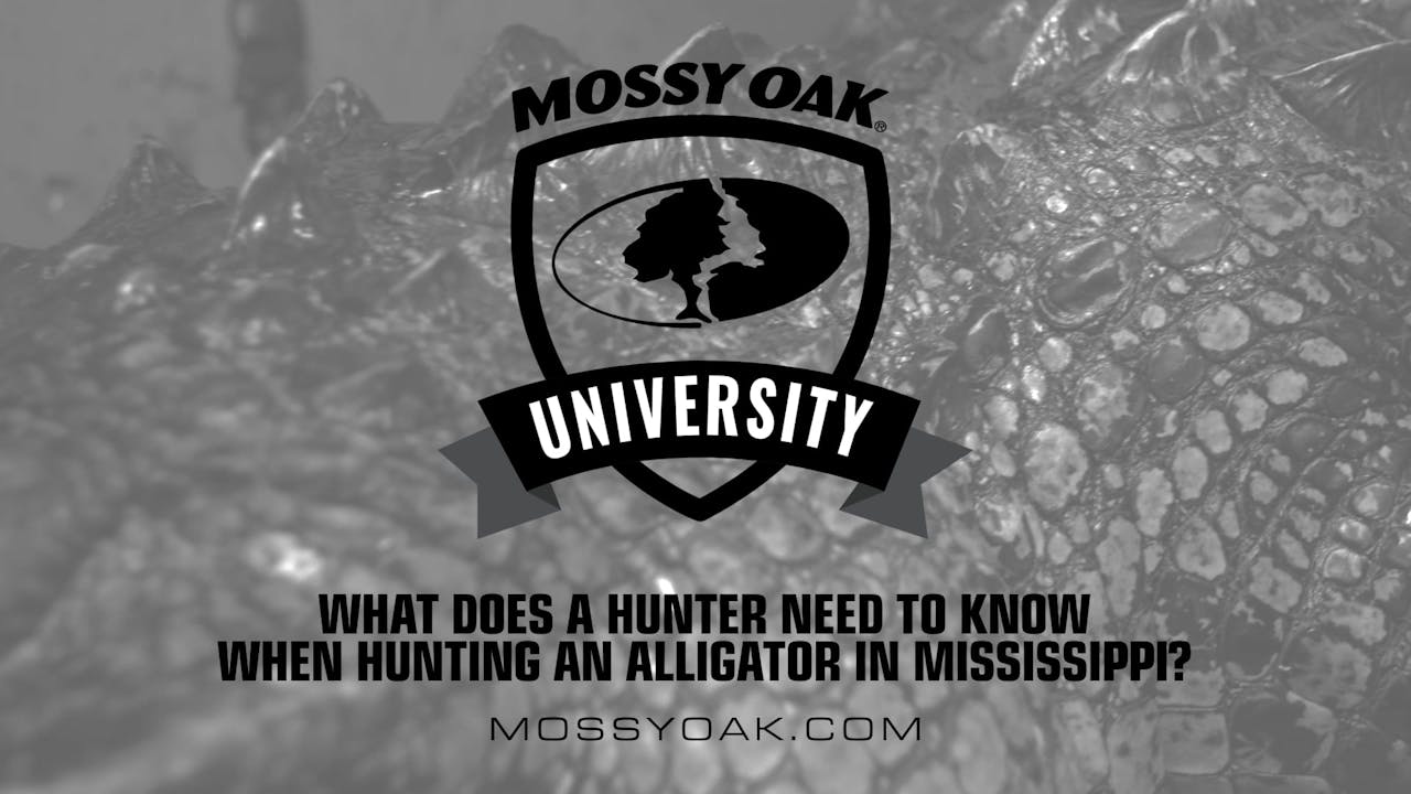 What Does a Hunter Need To Know When Hunting an Alligator • Mossy Oak