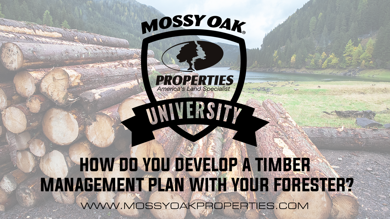 How Do You Develop A Timber Management Plan With Your Forester?