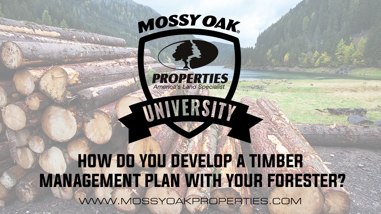 How Do You Develop A Timber Management Plan With Your Forester? - Mossy ...
