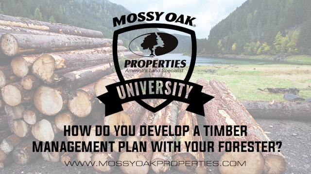How Do You Develop A Timber Management Plan With Your Forester?
