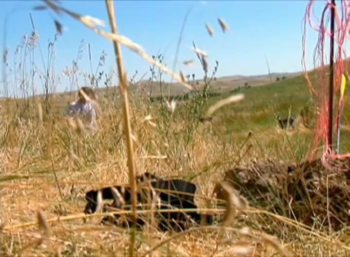 No Regrets, Whitetail Bucks in Wyoming