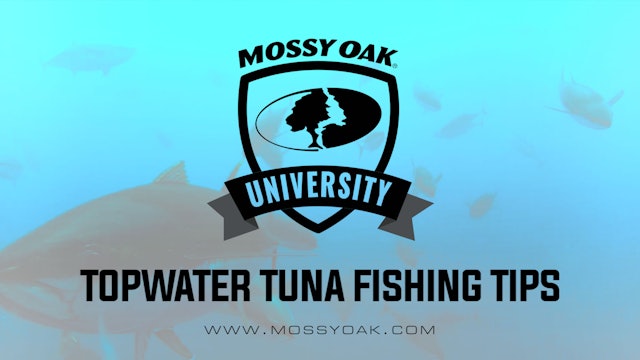 Topwater Tuna Fishing Tip
