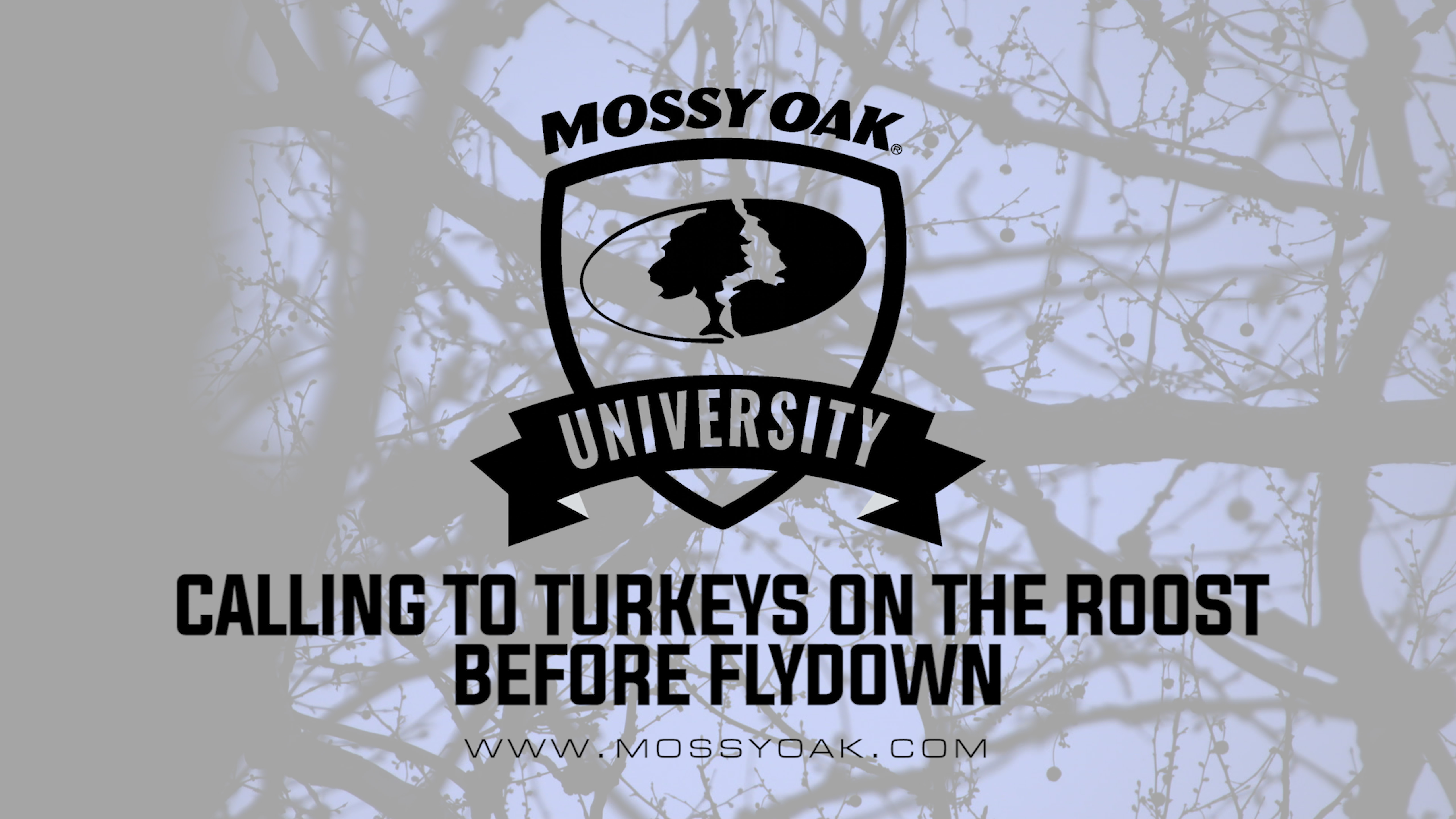 Calling to Turkeys on the Roost