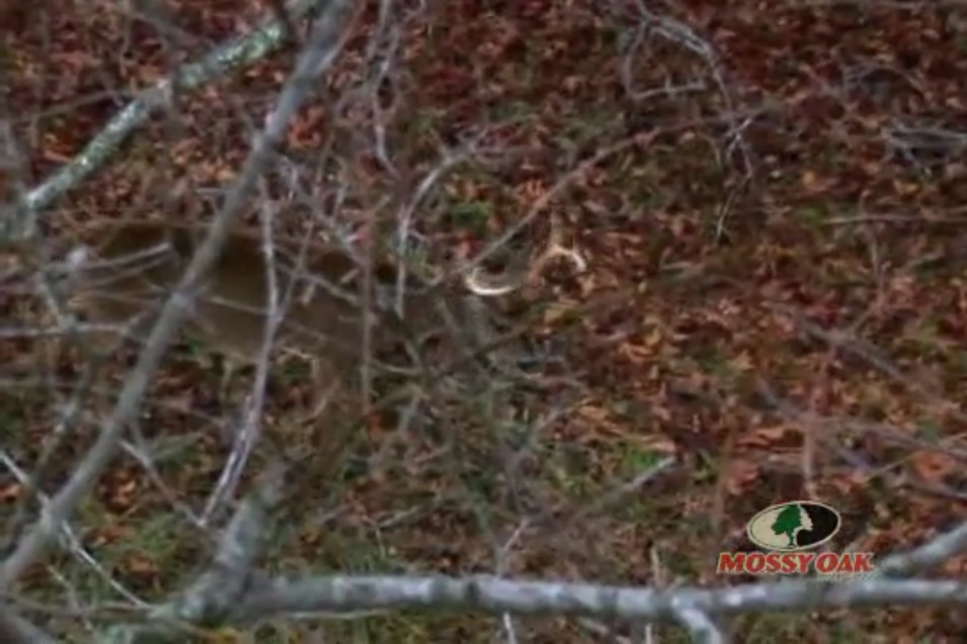 The Pede • Camo Cameras Video Themselves Hunting