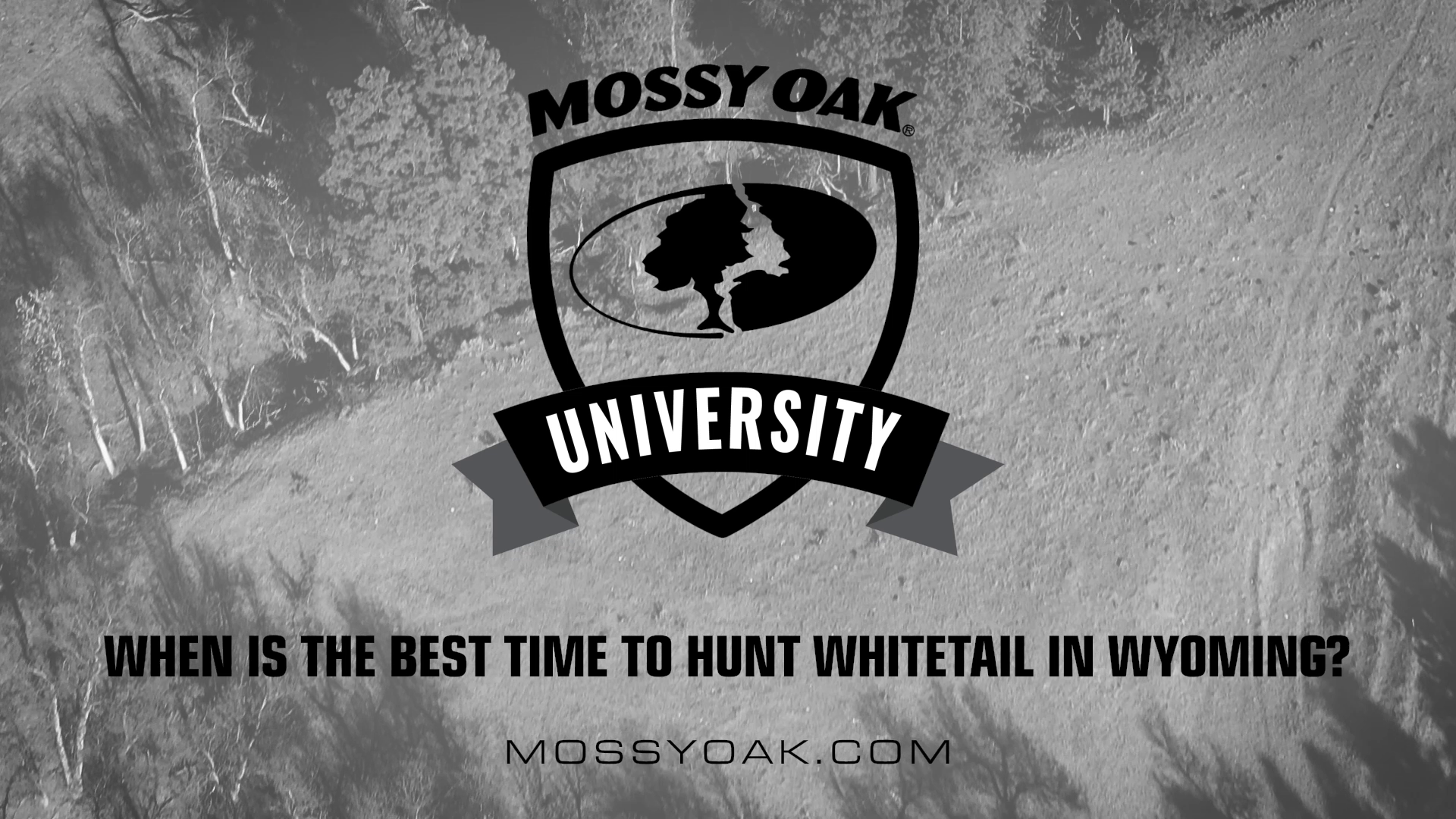When is the Best Time to Hunt Whitetail in Wyoming