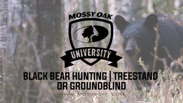 Black Bear Hunting Treestand vs Groun...