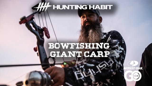 Hunting Habit · Bowfishing Giant Carp 