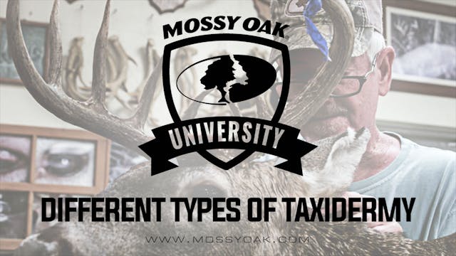 Different Types of Taxidermy