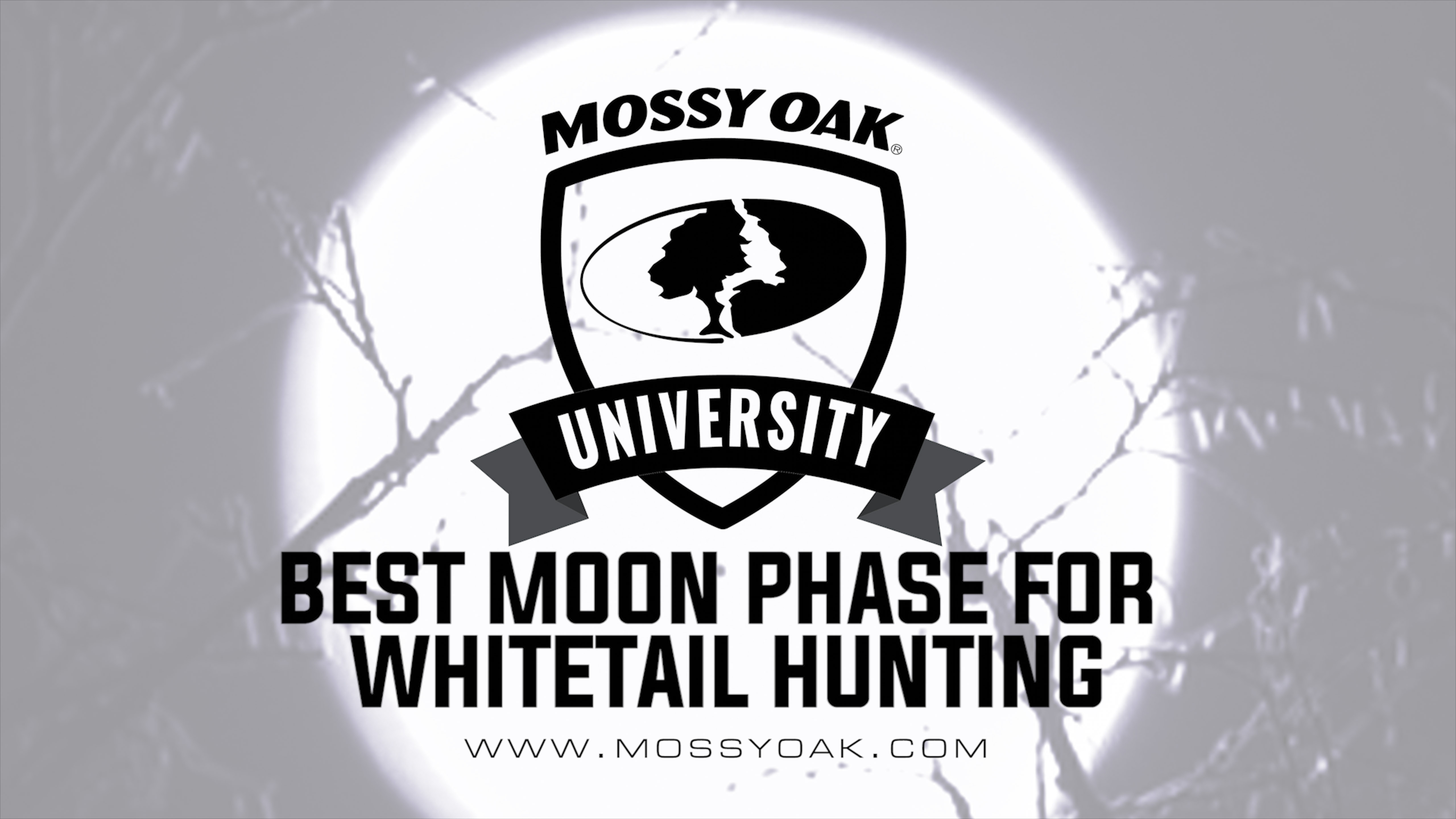 Best Moon Phase for Whitetail Deer Hunting