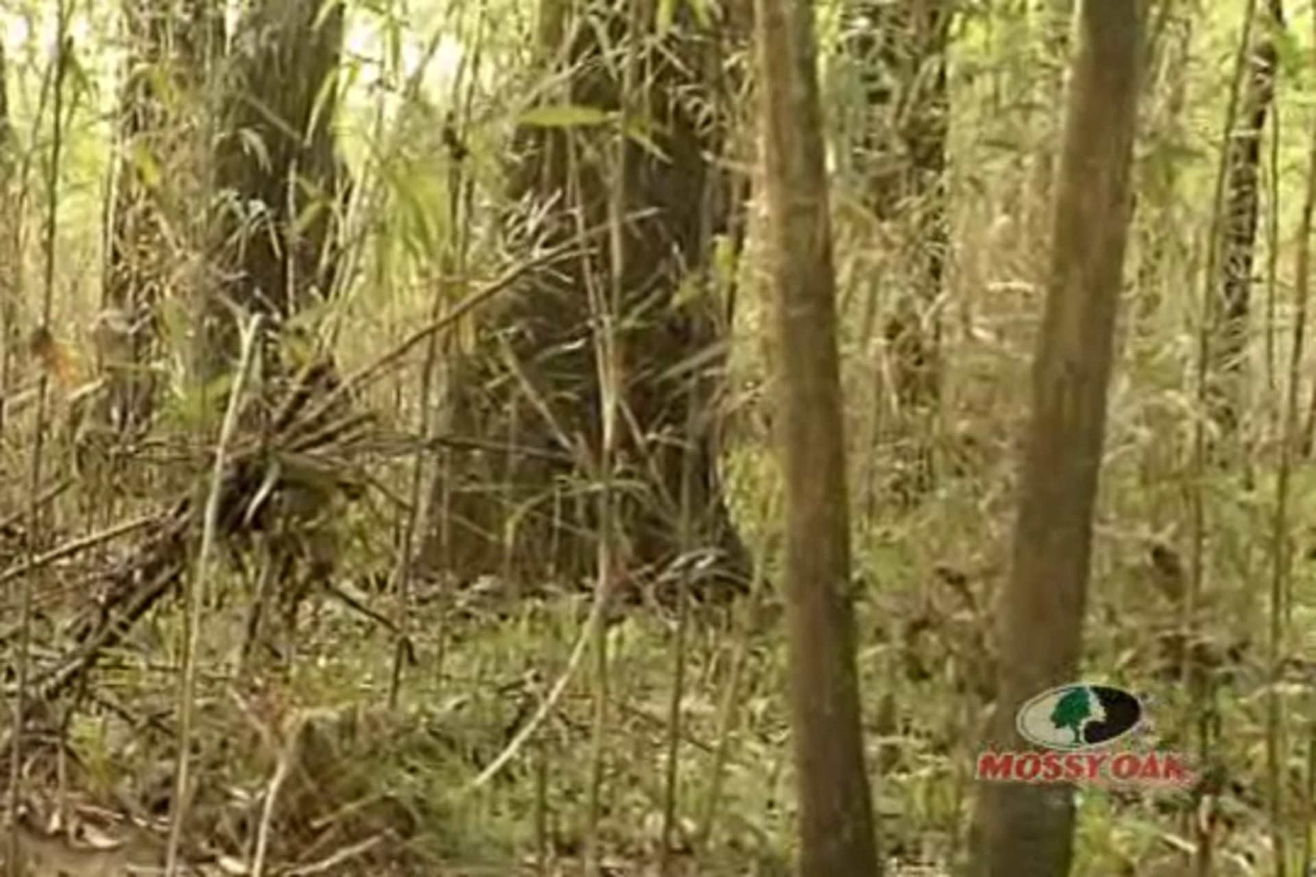 Where I Belong • Turkey Hunts with a Few Legends