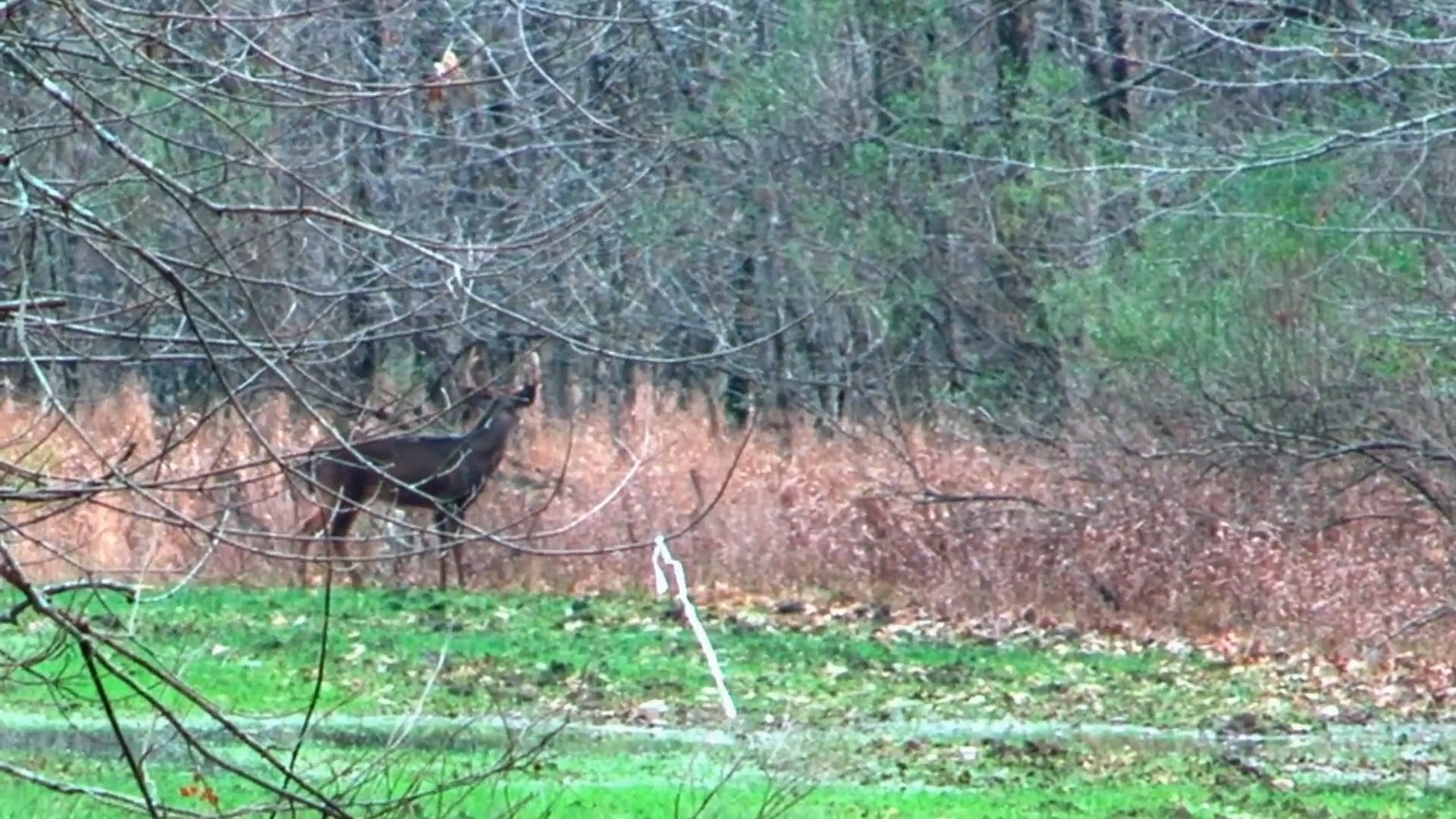The Heart of the Matter, Part 2 • Whitetails in Mississippi
