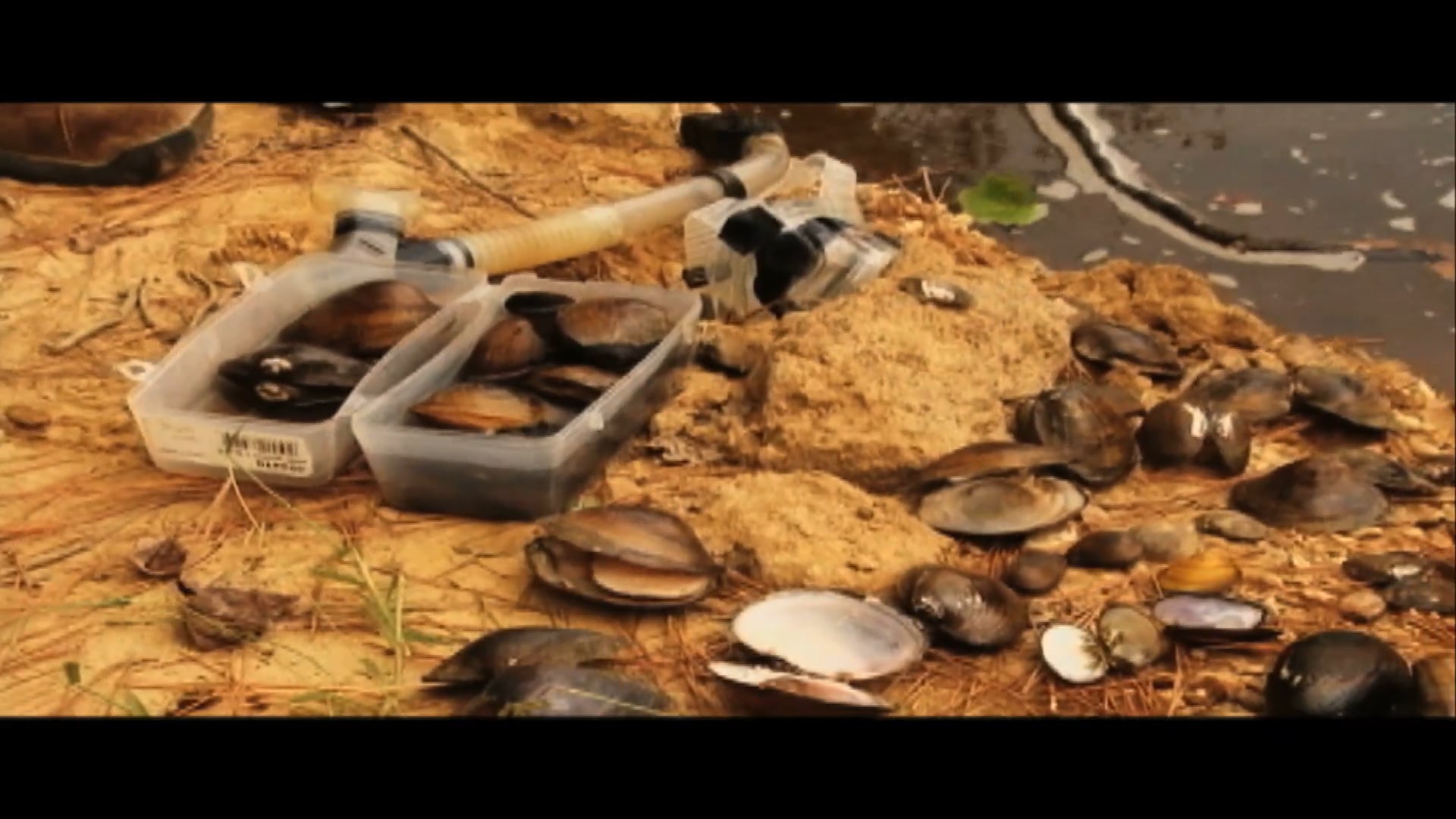 The Buttahatchie • A Streamside Bank Restoration Project