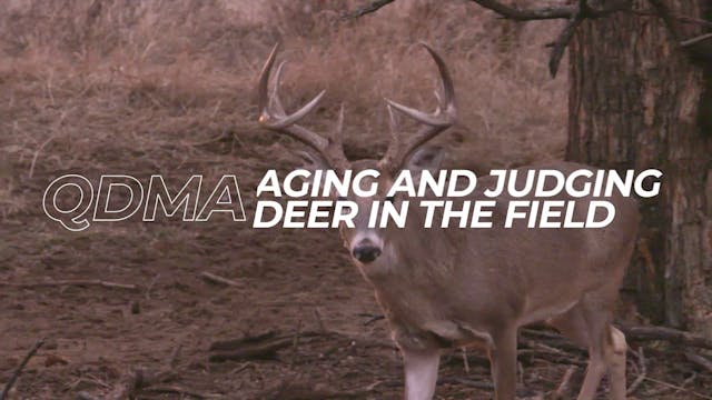 Aging And Judging Deer In The Field