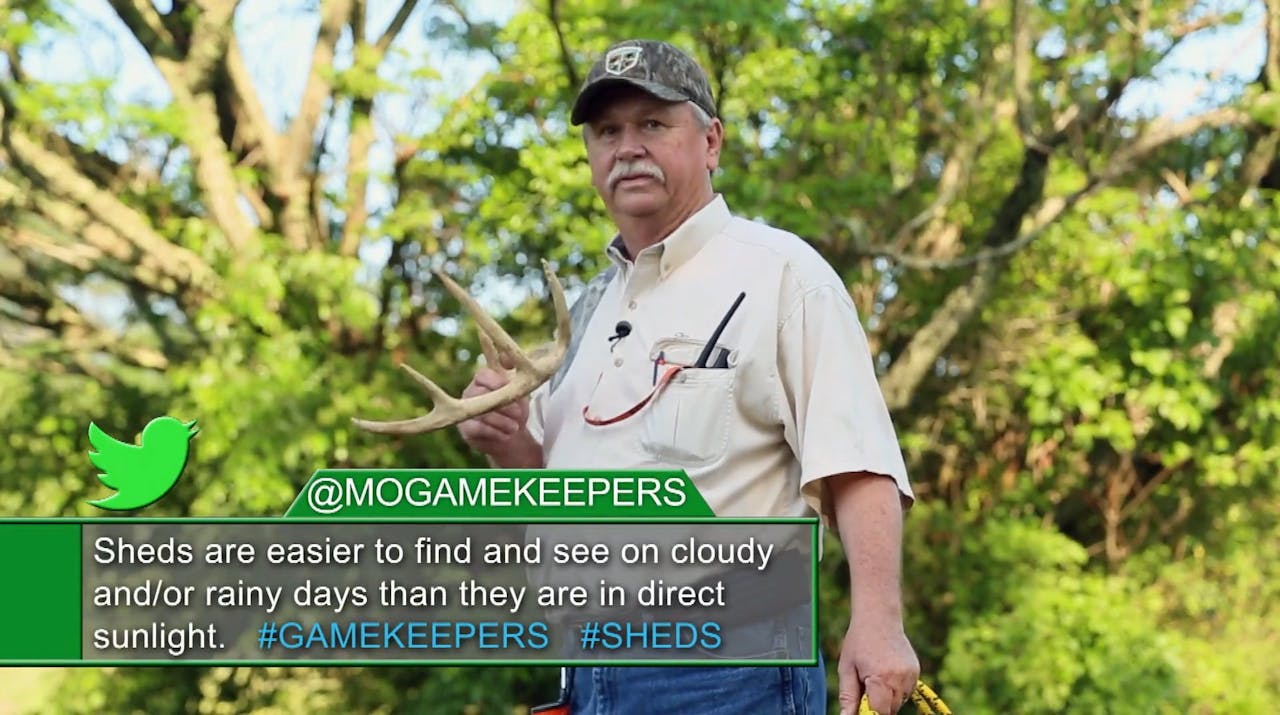 Dog Training • Training Dogs to Find Deer Sheds Mossy Oak GO