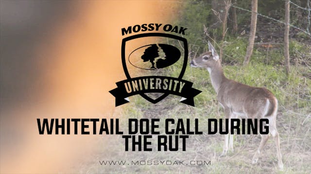 Whitetail Doe Calls & Vocalizations D...