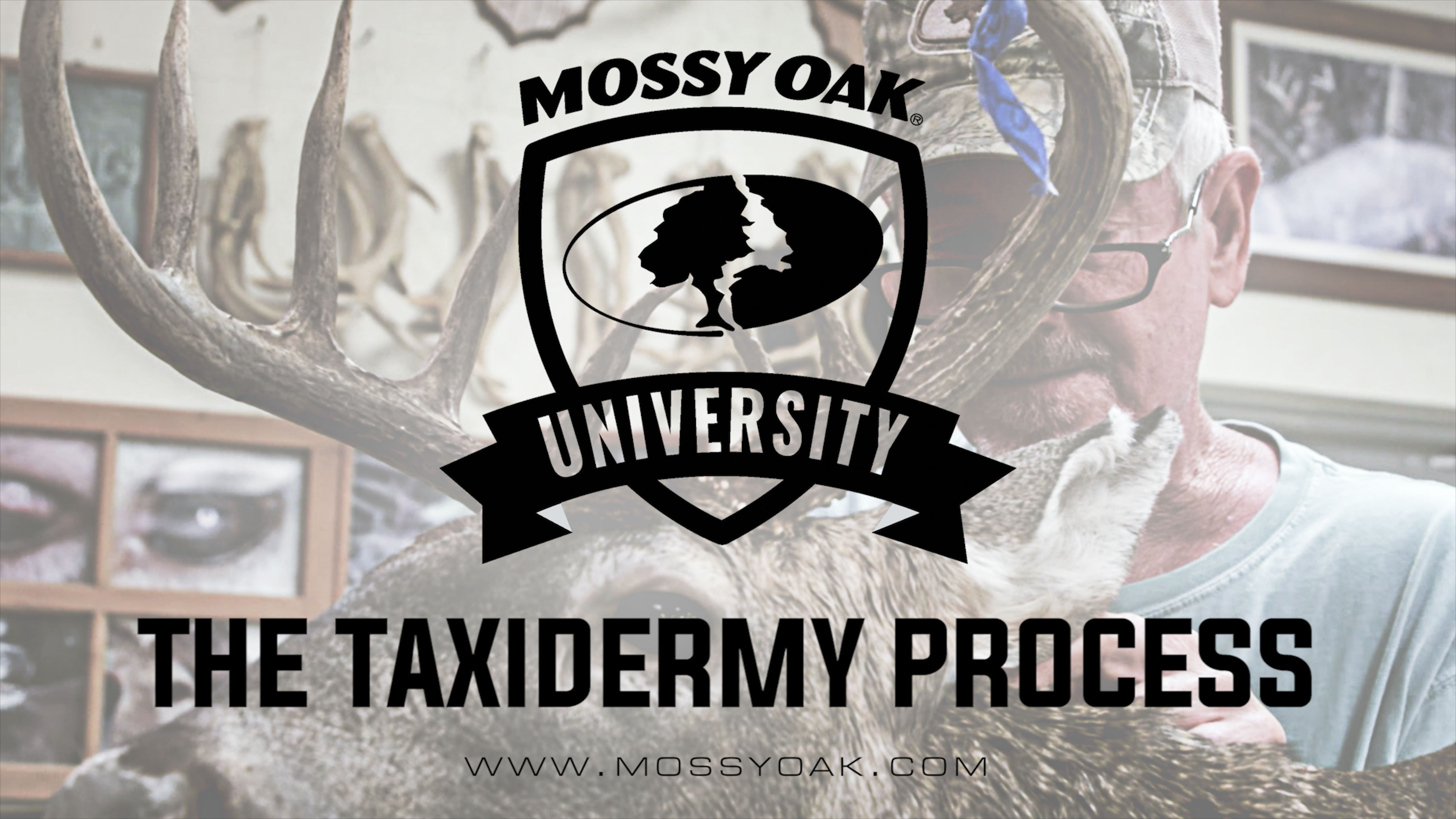 The Taxidermy Process