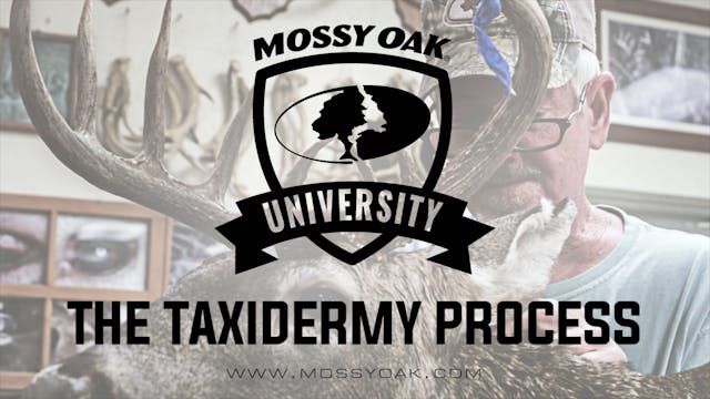 The Taxidermy Process