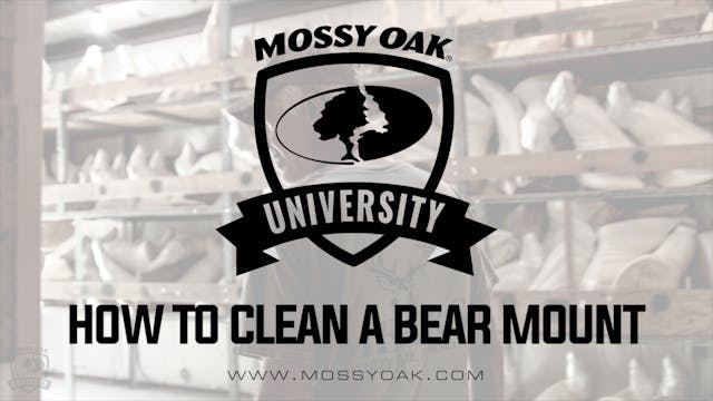 How to Clean a Bear Mount